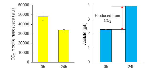 M. thermoacetica의 (좌) 이산화탄소 소비 및 (우) 이산화탄소 유래 Acetate 생산