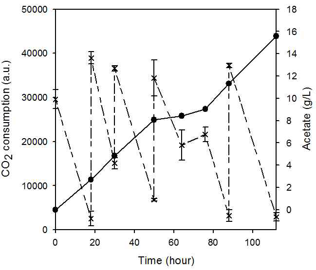 M. thermoacetica 의 이산화탄소로부터 아세트산 생산 그래프
