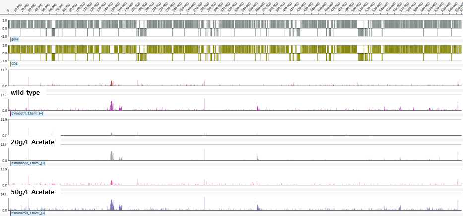 아세트산을 탄소원으로 배양했을 때의 RNA-seq 데이터를 시각화한 결과 (일부)