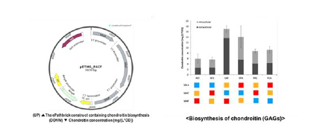 (위) GAG 생합성 경로 플라스미드 (아래) GAG(chondroitin) 생산량