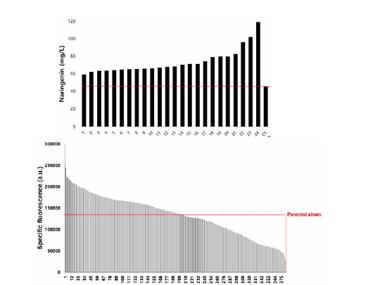 발현량 mutant 라이브러리로부터 선별된 mutant의 형광 신호 및 naringenin 생산성 분석