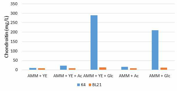 E. coli K5 및 BL21(DE3) 기반의 생산균주로부터 chondroitin 생산량 AMM, Andrew's magic medium; YE, yeast extract; Ac, acetate; Glc, glucose