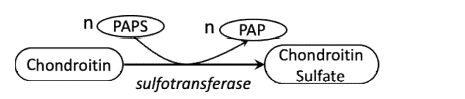 Mechanism of Chondroitin Sulfation by Chondroitin Sulfotransferase