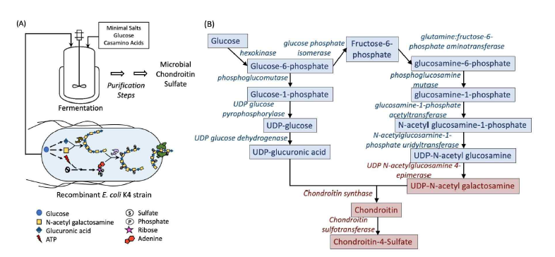 I n vivo production of different CS-types (A) Schematic of microbial CS production from minimal nutrient media using recombinant E. coli (B) Biosynthetic pathway for chondroitin production from glucose. The parts marked in red are absent in common lab strains of E. coli .