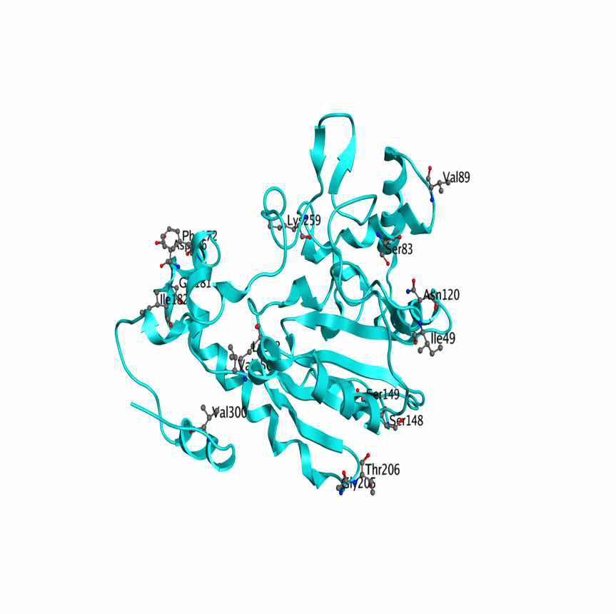 Chondroitin 6 sulfotransferase variants. Locations of predicted mutation displayed on sulfotransferase structure based on a homology based model. Unlike the case of chondroitin 4-sulfotransferase, all predicted mutations are buried in the core of the protein.