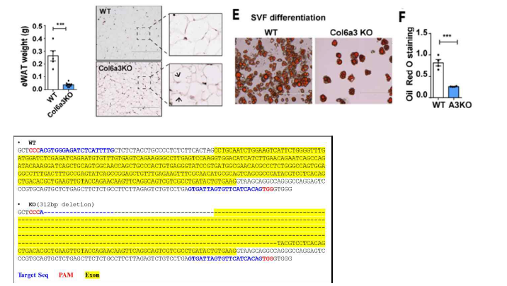 발굴된 후보물질의 효능 및 기전을 검증 할 수 있는 Col6a3 결핍 생쥐 모델 구축.