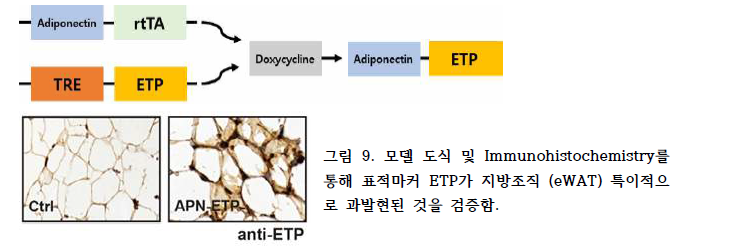 모델 도식 및 Immunohistochemistry를 통해 표적마커 ETP가 지방조직 (eWAT) 특이적으 로 과발현된 것을 검증함.