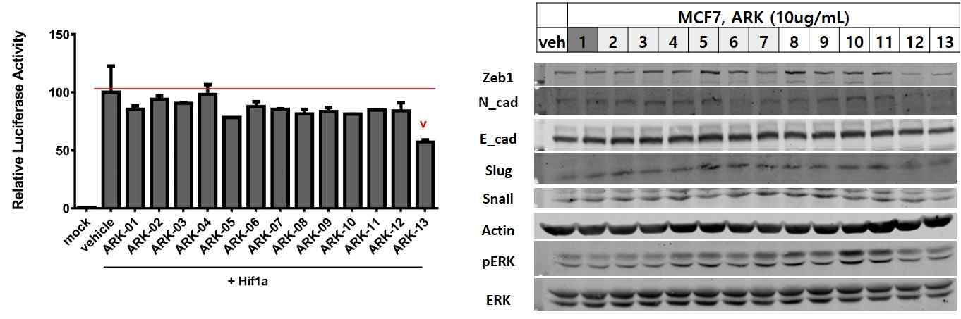 HIF1α 마커 활성 의존적으로 발광하는 리포터 시스템을 활용하여, 배초향 추출물 (ARK #1), 분획물 (ARK #2-7), 단일 추출물 (ARK #8-13)의 HIF1α의 활성 억제 능력을 검증함.