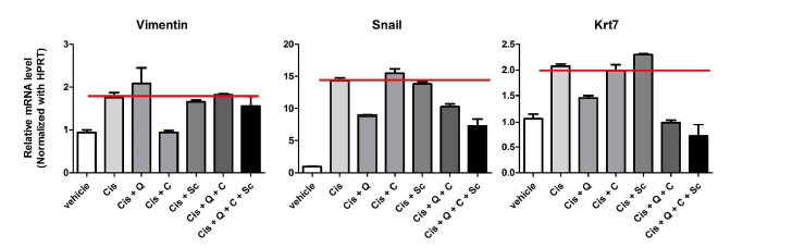 Quercetin, Choline, Scopletin을 동시에 Cisplatin과 병용 처리한 경우, Ci단독 처 리에 비해 Snail과 Krt7 유전자 발현 약 50% 정도씩 억제.