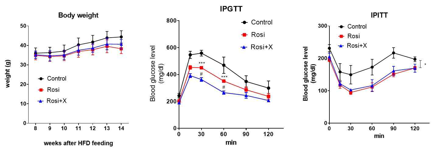 고지방 식이 생쥐 모델에서 천연물 소재 X의 항당뇨 효능 검증.