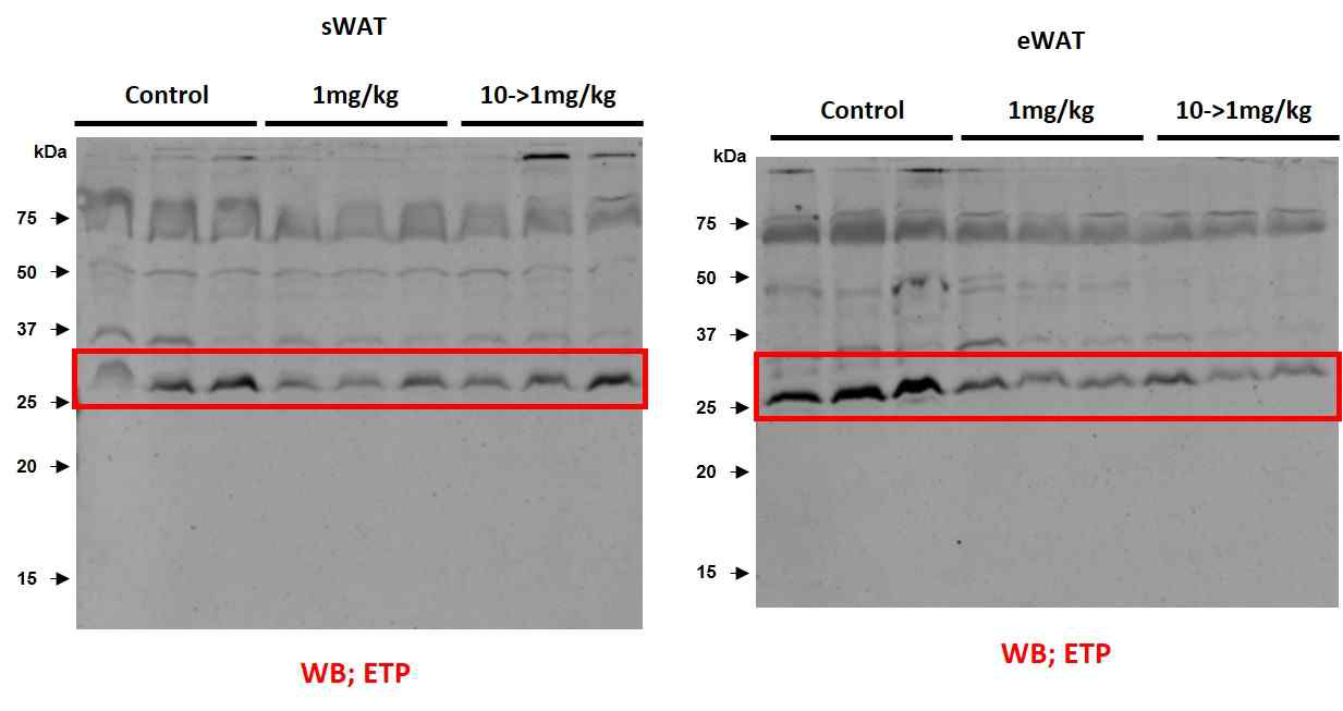 당뇨 생쥐모델에서 천 연물 소재 X의 ETP 전구물질 발현 억제효능 검증
