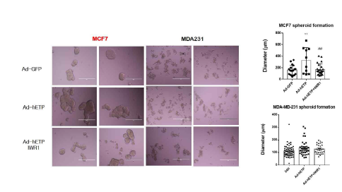 MCF7 (ER+) 세포주에서 ETP 과발현에 의 한 spheroid 형성 활성도 검증