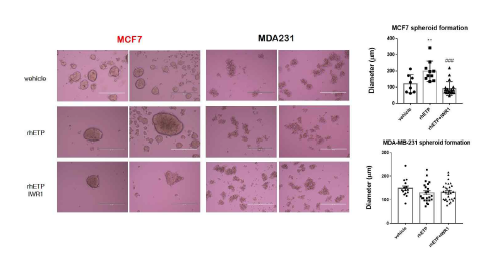 MCF7 (ER+) 세포주에서 재조합 ETP 처리 에 의한 spheroid 형성 활성도 검증
