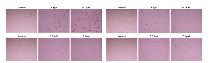 간암 세포주 SNU449에 천연물 처리에 의한 세포 생존 검증