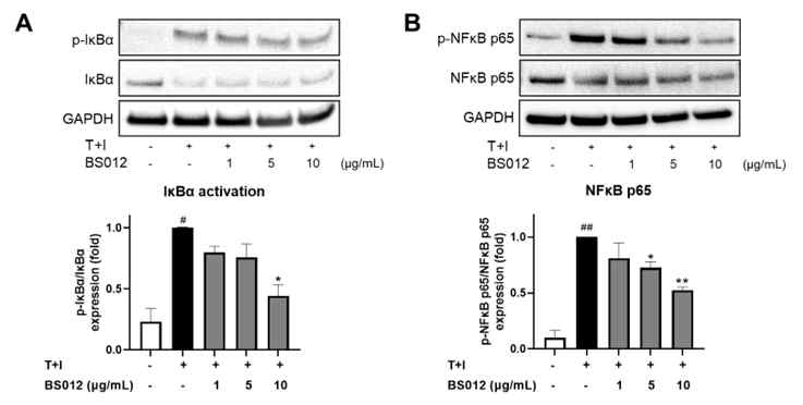 NHEK 세포에서 NF-κB 신호전달 경로의 활성화에 대한 BS012의 효과