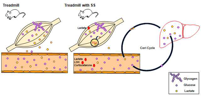 Running model에서 SS 투여 후 나타나는 혈중 및 근육 내 대사변화와 항피로 작용