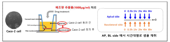 배초향 추출물의 생물학적 가용성을 평가하기 위한 Caco-2 cell 실험 모델