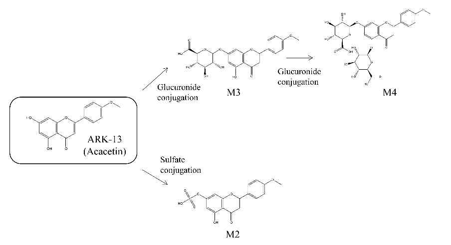 SD-rat에서의 acacetin의 예상 대사경로