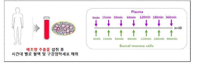 배초향 추출물의 생물학적 가용성 평가를 위한 인체시험모델