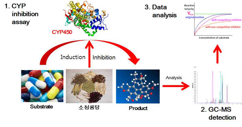 소청룡탕에 의한 CYP450의 억제 분석 과정.