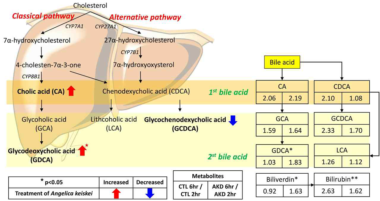 명일엽 투여 후 담즙산 대사의 변화