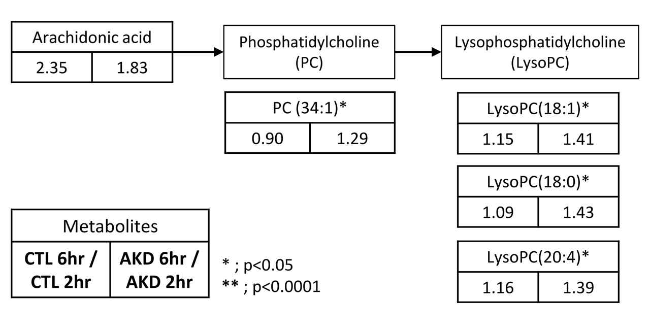 명일엽 투여 후 glycerophospholipids 대사의 변화