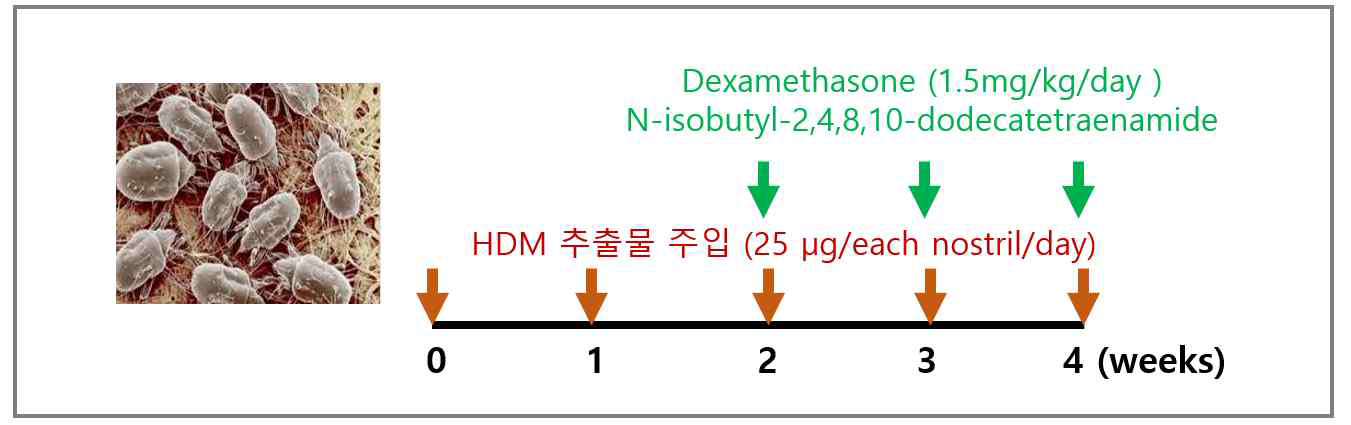 HDM 유도 천식 모델에 N-isobutyl-2,4,8,10 –dodecatetraenamide 투여 실험