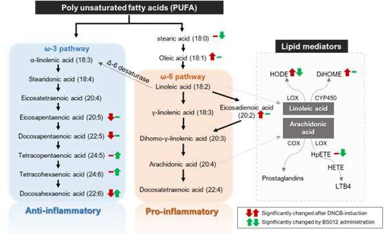 DNCB유도 아토피 피부염 모델에 BS012 투여 후 지방산 대사 변화경로