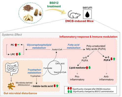 DNCB-유도 마우스에서 BS012의 경구 투여 후 통합 대사 경로의 개요