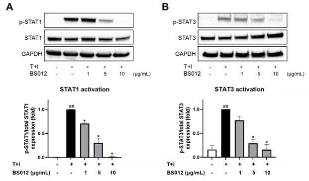 아토피 피부염 세포 모델에 BS012 처리 후 STAT1과 STAT3의 인산화 정도 측정
