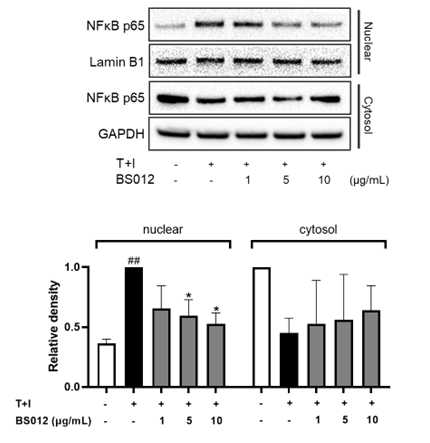 NHEK 세포에서 NF-κB 신호전달 경로의 활성화에 대한 BS012의 효과