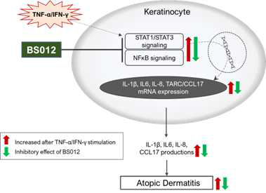 TNF-α/IFN-γ로 유도된 아토피 in vitro모델에서 BS012의 세포내 신호전달 메커니즘