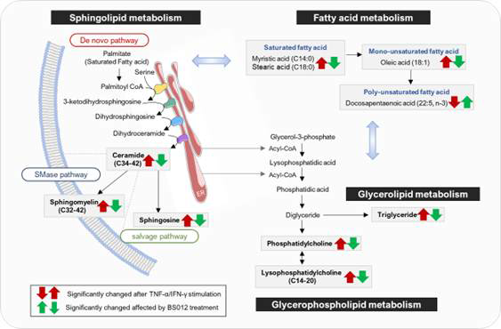TNF-α/IFN-γ로 자극된 각질세포에서 BS012 처리에 의해 변화된 지질 대사의 통합 경로
