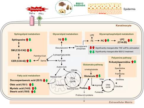 TNF-α/IFN-γ 자극 NHEK 세포에서 BS012 처리 후 통합 대사 경로 개요