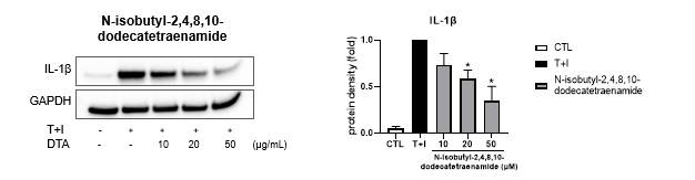 아토피 피부염 모델에 농도별 N-isobutyldodeca-2,4,8,10-tetraenamide 처리 후 IL-1β 발현량 변화