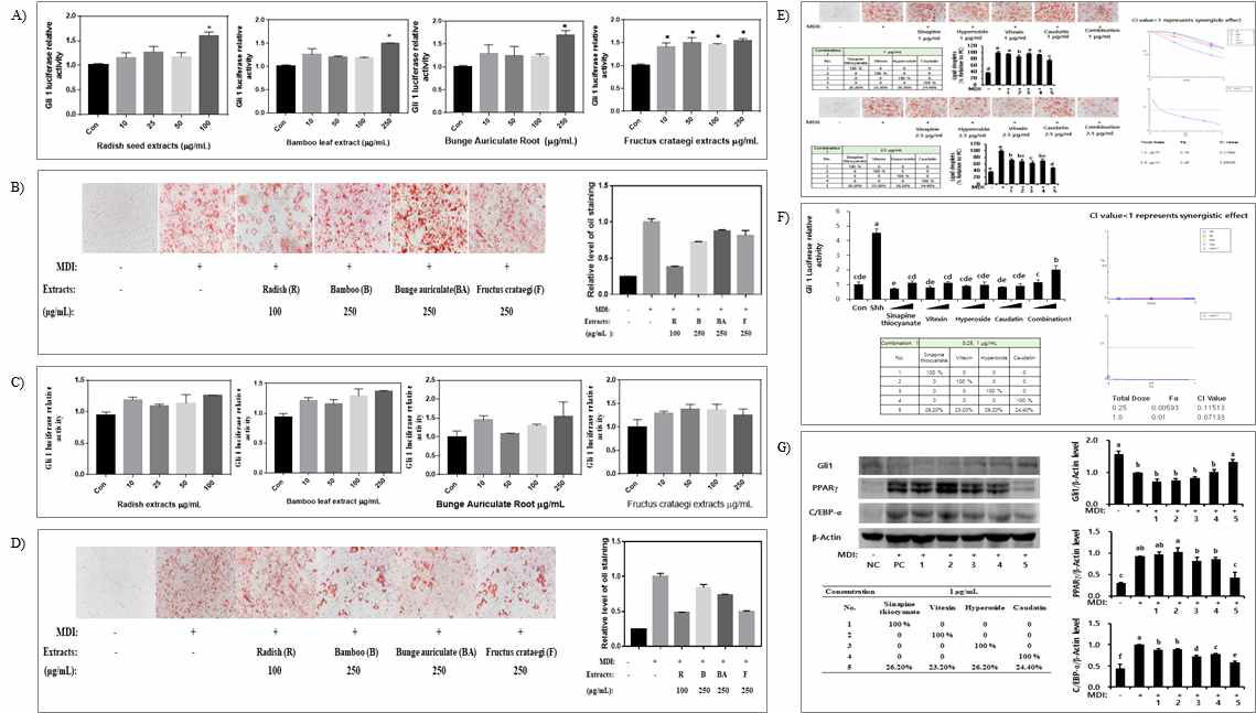 #. Combination 1의 주정(70%) 추출물의 A) Hedgehog signaling 전사인자 발현 및 B) 지방 축적 억제 효과. Combination 1의 열수 추출물의 C) Hedgehog signaling 전사인자 발현 및 D) 지방 축적 억제 효과. Combination 1의 E) Hedgehog signaling 조절 및 F) 지방 축적 조절 효능 분석. G) Combination 1의 Hedgehog signaling을 통한 adipogenesis 억제 효과 MOA 기작 확인.