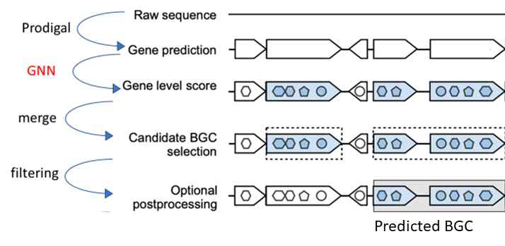 deep learning모델을 적용한 biosynthetic gene cluster예측 모델