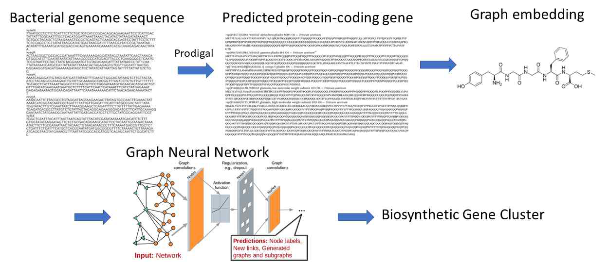 Graph Neural Network 심층 학습 모델을 통해 BGC 예측 모델 실시 예