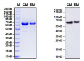 단백질의 SDS-PAGE 및 Western blot 분석. CM; MT619 (in BD001), EM; MT619 (in E.coli)