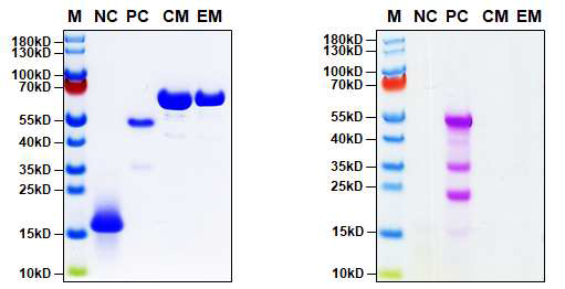 MT619 단백질의 당화분석 시험에서 Coomassie blue staining (좌) 및 Glycoprotein staining (우) 결과. M; marker, NC; Soybean trypsin inhibitor negative control, PC; Horseradish peroxidase positive control, CM; MT619 (in BD001), EM; MT619 (in E.coli)