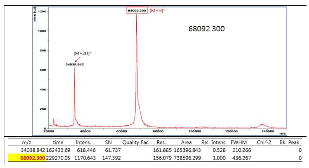 대장균에서 정제한 MT619 단백질의 MALDI-tof 질량 분석 (위) MALDI-tof peptide peak, (아래) peak list