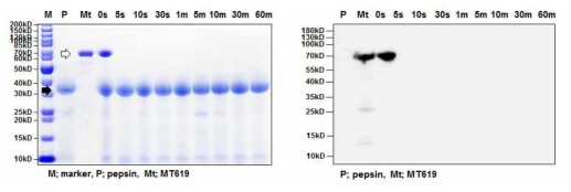인공위액 소화시험에서 MT619 단백질의 SDS-PAGE (좌) 및 Western blot detection (우) 검정화살표; pepsin, 투명화살표; MT619 단백질, P; pepsin만 처리, Mt; MT619 단백질만 처리
