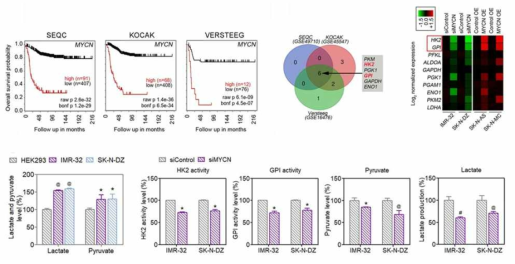 MYCN overexpreesion correlates with poor survival in neuroblastoma patients. Also, MYCN expression was correlated with several glycolytic genes in patients. Silencing of MYCN reduces several glycolytic gene expression and overexpression of MYCN in non-MYCN cells increases glycolytic genes’ expression. Moreover, the Warburg pathway is more active in cancer cells, where, silencing of MYCN reduces the activity of several Warburg related genes and also the cancer cells were experiencing the reduction in pyruvate and lactate production, which were the end products of glycolytic/ Warburg pathway