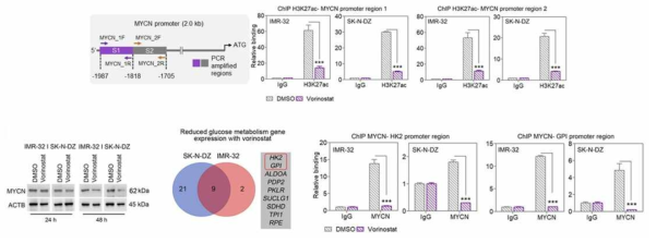 Acetylation on the MYCN promoter was reduced by vorinostat treatment in IMR32 and SKNDZ cells. Further, MYCN protein expression was also diminished by vorinostat treatment in these set of neuroblastoma cells. qPCR array showed several glycolytic pathway genes were downregulated by vorinostat in IMR32 and SKNDZ cell line. Vorinostat also reduces the binding of MYCN on HK2 and GPI promoter region, examined by ChIP PCR assay