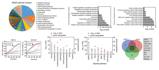 Vorinostat modulated metabolic pathways and GO analysis revealed the changes in transcription activity. OXPHOS also was increased due to vorinostat, and several targes were identified, those can be suitable for combination treatment with HDAC inhibition