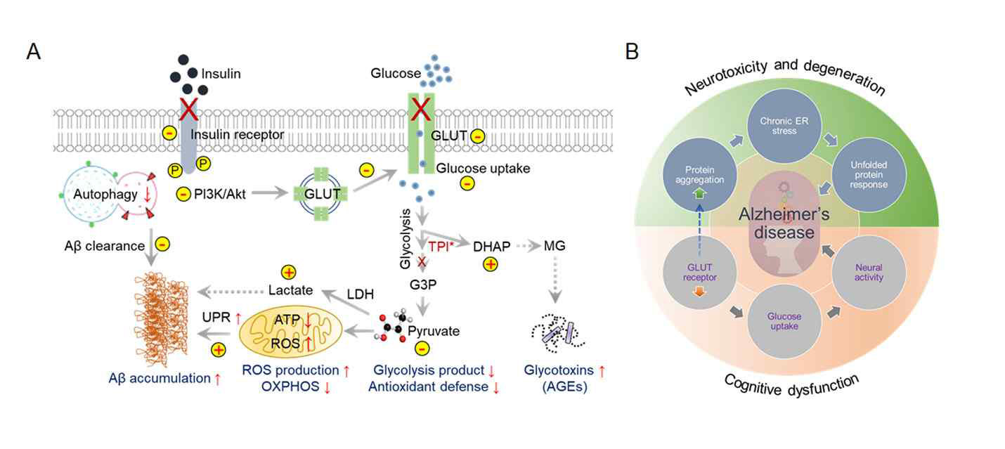 Dysfunctional cerebral glucose metabolism is a crucial factor in AD development. Glucose catabolism in AD is directly connected to further negative consequences in AD syndrome development