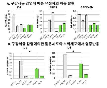 노화세포(P22)와 젊은세포(P4)에서 구강세균 감염에 의한 타깃유전자 (A) 및 전염증성 사이토카인 (B)의 발현