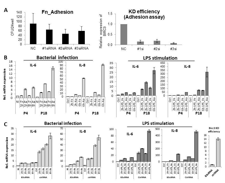 Birc3가 감염민감성 및 염증반응성에 미치는 영향 분석. A) hGF세포에서 Birc3 knock down후 F. nucleatum (Fn) 의 세포부착 평가 (왼쪽) 및 knock down 효율 평가 (오른쪽). B) 균주감염(왼쪽) 및 LPS자극(오른쪽)시 IL-6과 IL-8의 mRNA 분석. C) P18세포에서 Birc3 knock down에 따른 염증반응을 균주감염 (왼쪽) 및 LPS자극 (오른쪽) 후 분석