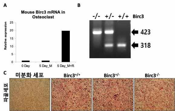 감염민감성 유전자 Birc3의 발현에 따른 파골세포의 분화. 정상 마우스의 파골세포 분화시 발현되는 Birc3 (A), 형질전화동물의 Genotype (B), 형질전환동물에서 파골세포의 분화 및 파골세포 염색 (C)