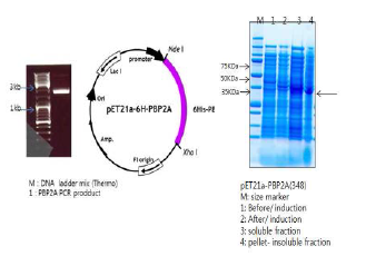 PBP2A PCR 결과와 발현 벡터